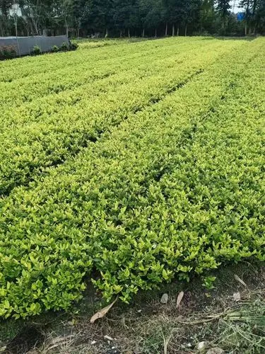 6楼露台园林景观设计