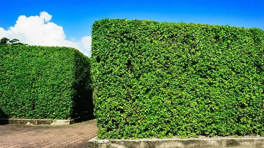 中国建筑装饰行业唯一｜连珍被全国妇联授予“2024年度全国三八红旗手”称号